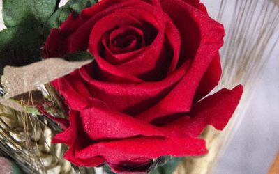 Este Sant Jordi regala rosas preservadas