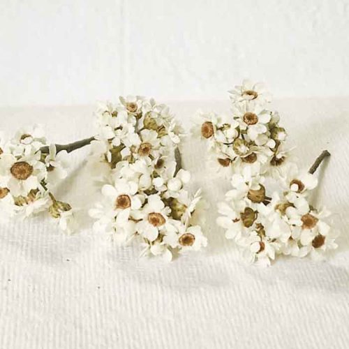 Pin Pelo Margarita Preservada  