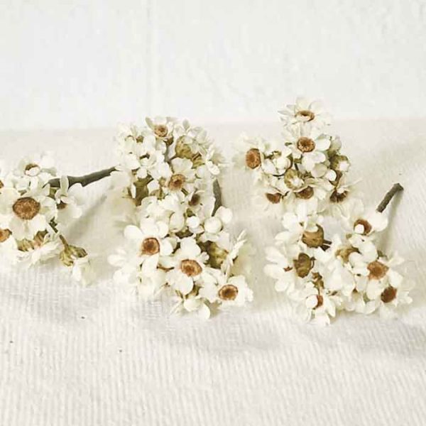 Pin Pelo Margarita Preservada  