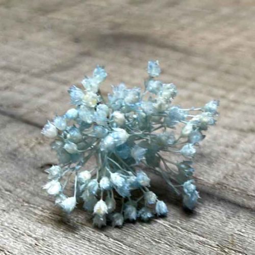 Paniculata Azul para el Pelo.