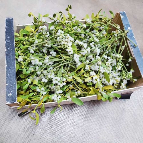 Caja de Muérdago a granel