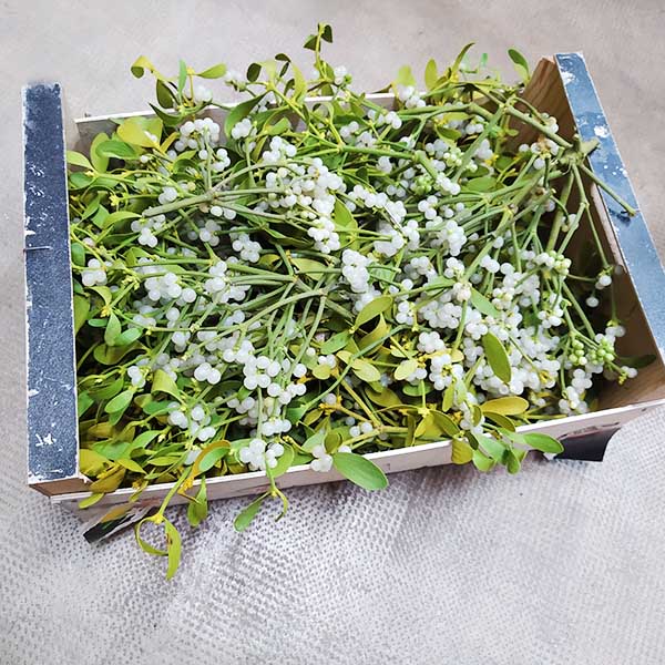 Caja de Muérdago a granel