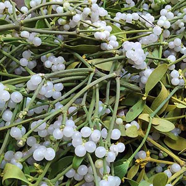 Caja de Muérdago a granel